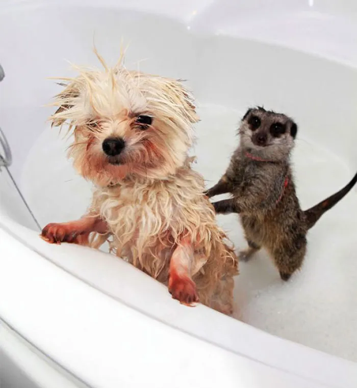 Nothing Could Be So Much Nicer Than Having Someone Wash Your Back