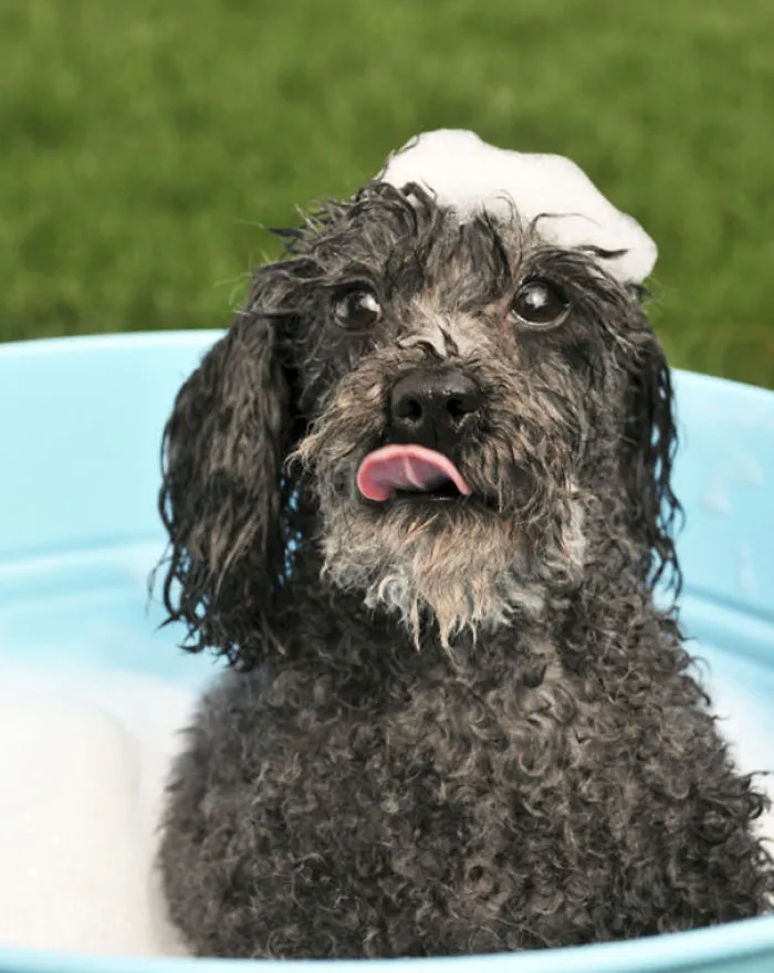 Dog Loves To Bathe
