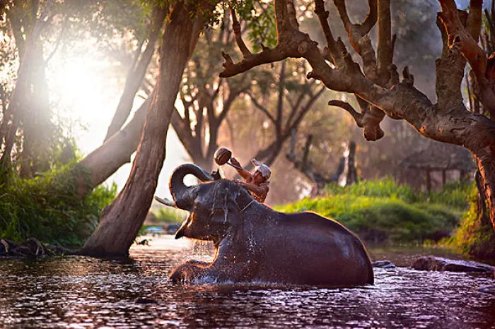 Elephant Taking A Bath