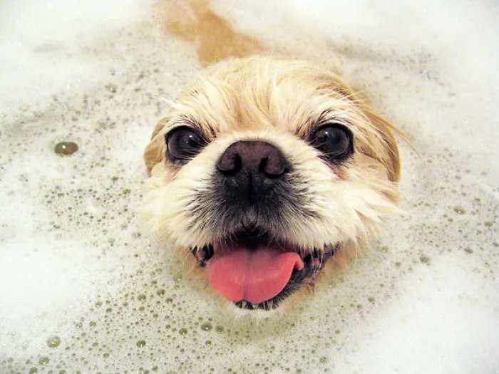 Somebody Just Loves Getting A Bath