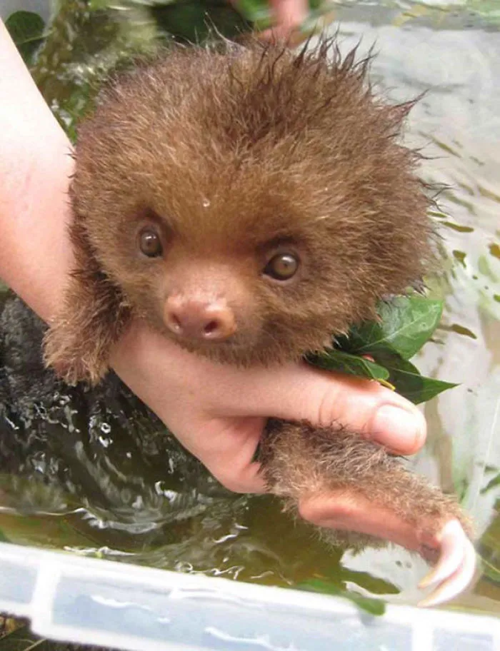 A Baby Sloth Taking A Tea Bath