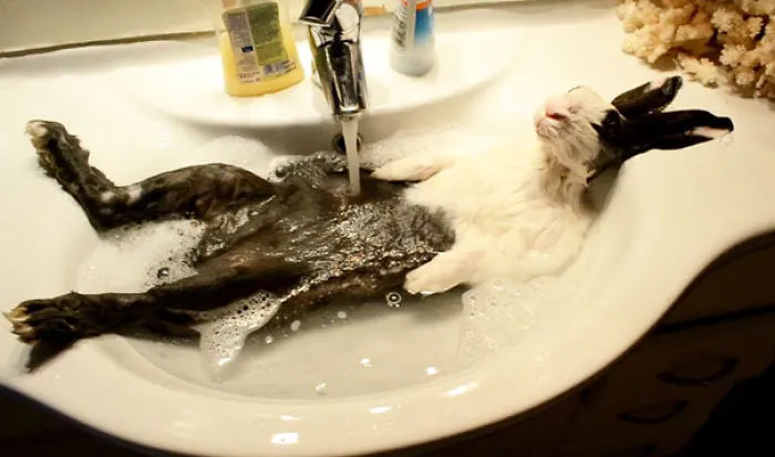 Bunny Takes A Shower