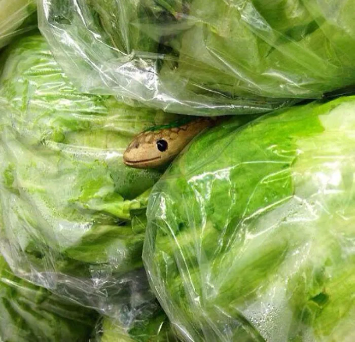 Prank At Walmart