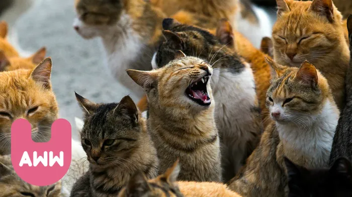 Aoshima: Japanese Cat Island