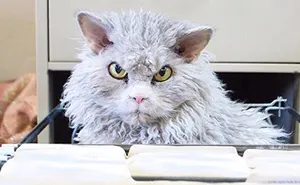 Meet Albert: The Sheep-Cat With A Bitchy Resting Face