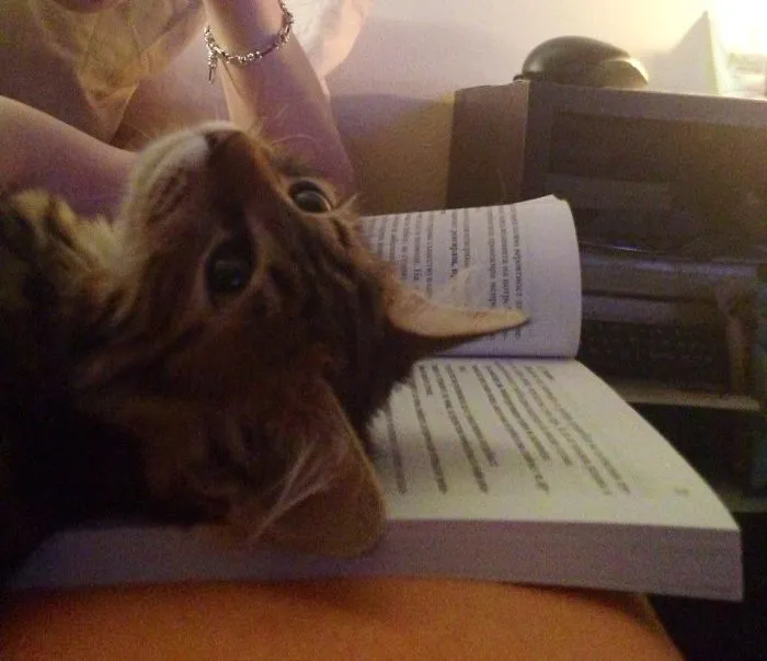 Bookat :d