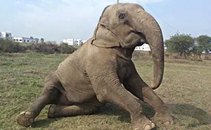 60 Year Old Blind Elephant Beaten By Her Owners Finally Gets Rescued