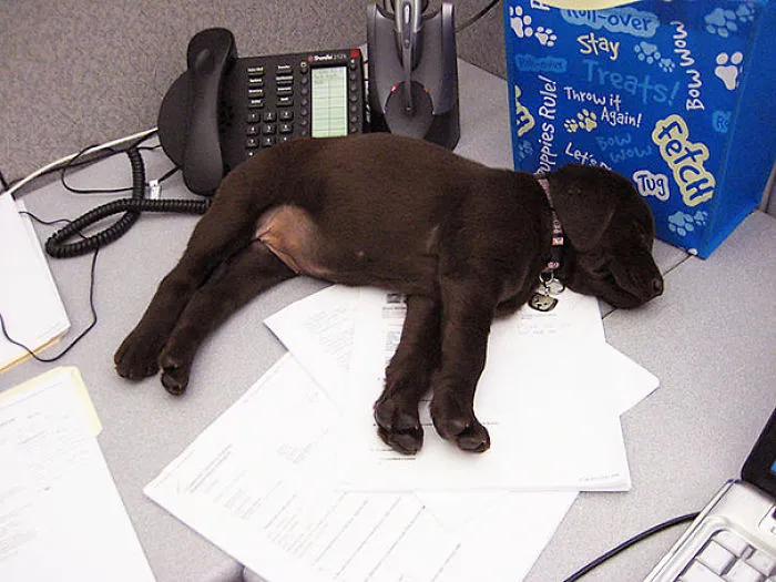 Kona Has Been Working On Paperwork All Day Long