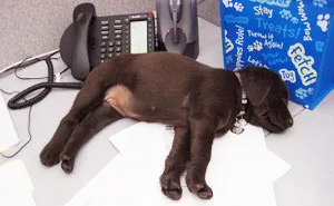 Today Is National Take Your Dog to Work Day (30 Pics)