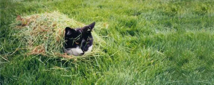 109 Camouflaged Cats That Win At Hide And Seek