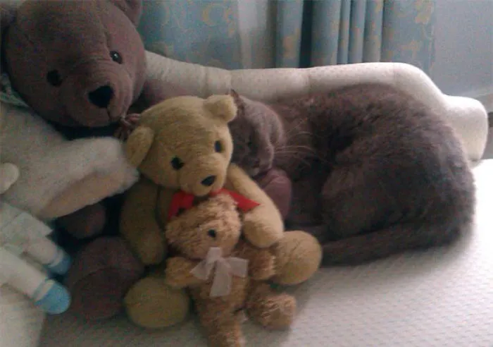 109 Camouflaged Cats That Win At Hide And Seek