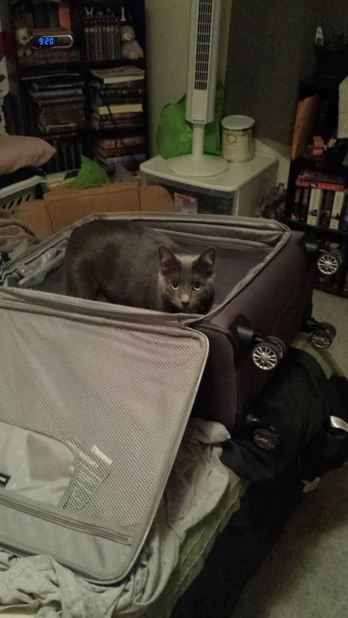 109 Camouflaged Cats That Win At Hide And Seek