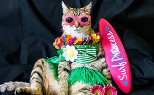 The Best Dressed Cat On The Internet