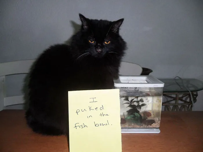114 Asshole Cats Being Shamed For Their Crimes