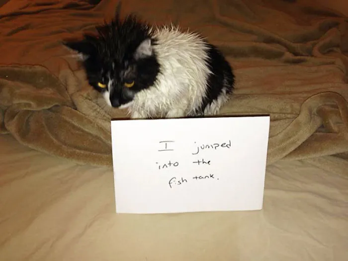 114 Asshole Cats Being Shamed For Their Crimes