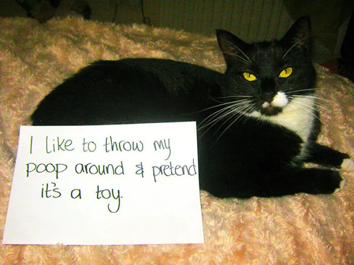 114 Asshole Cats Being Shamed For Their Crimes