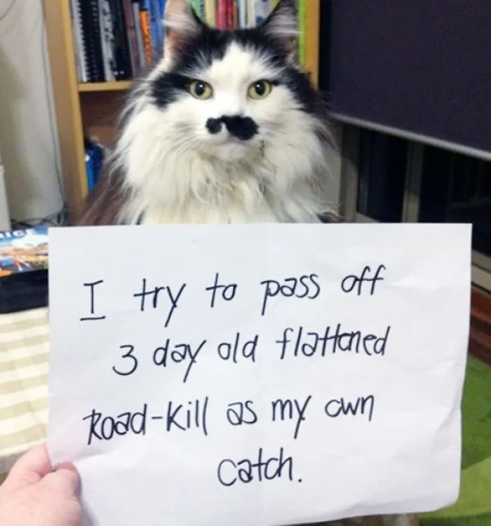 114 Asshole Cats Being Shamed For Their Crimes