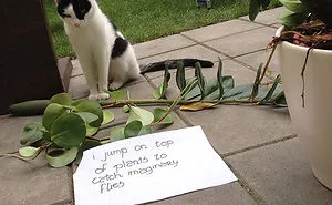 114 Asshole Cats Being Shamed For Their Crimes