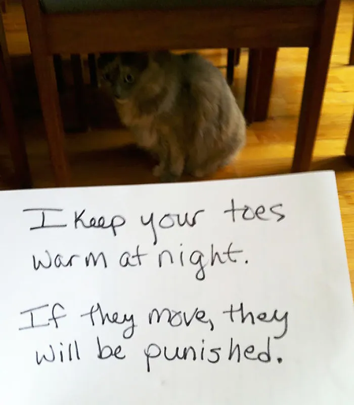 114 Asshole Cats Being Shamed For Their Crimes