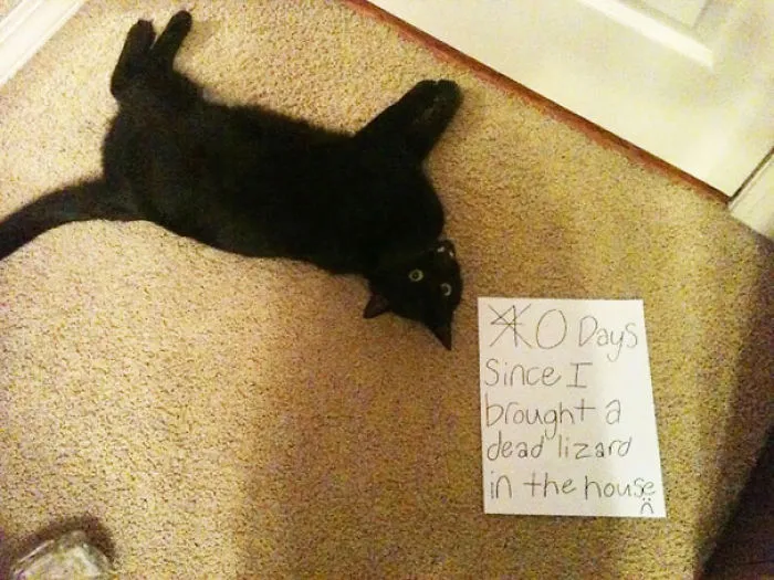 114 Asshole Cats Being Shamed For Their Crimes