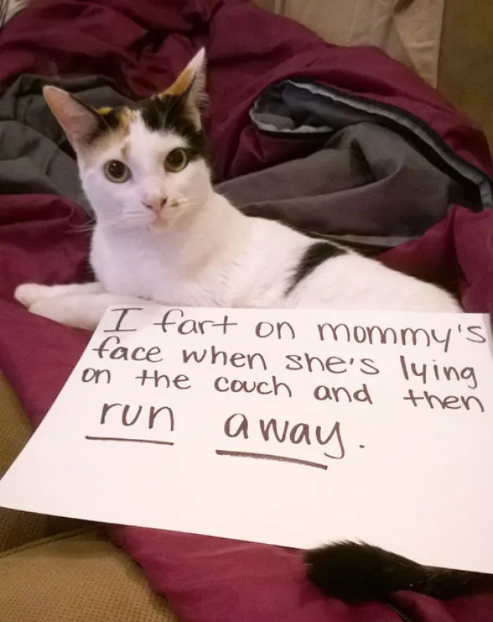 114 Asshole Cats Being Shamed For Their Crimes