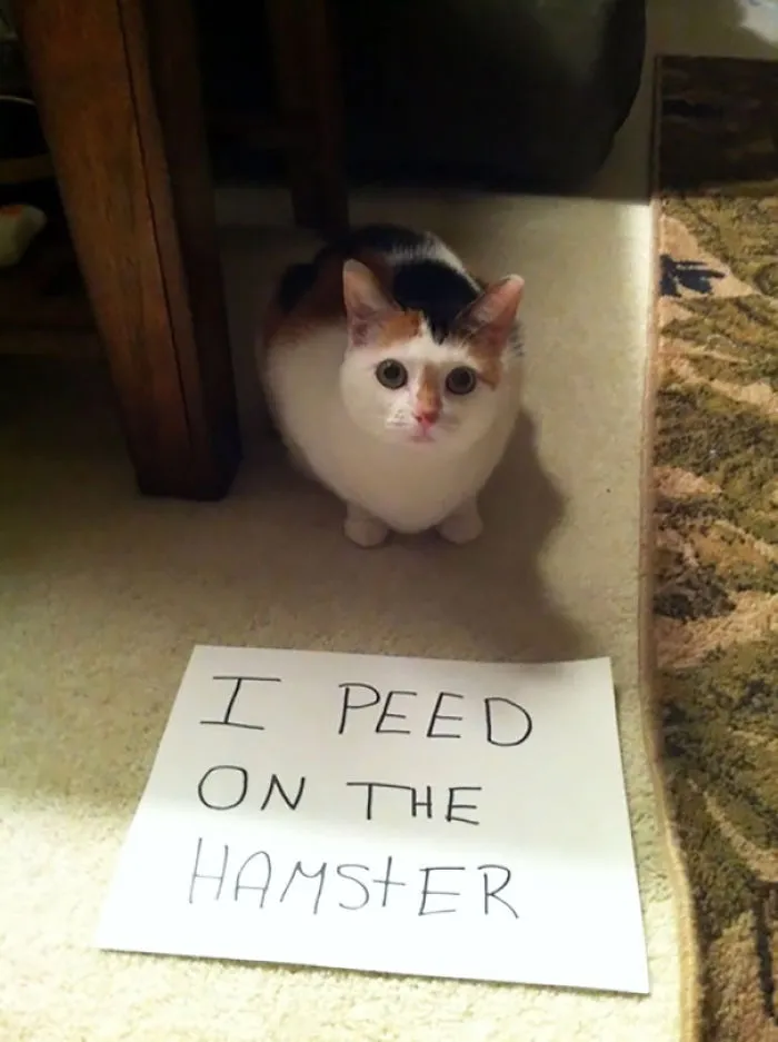 114 Asshole Cats Being Shamed For Their Crimes