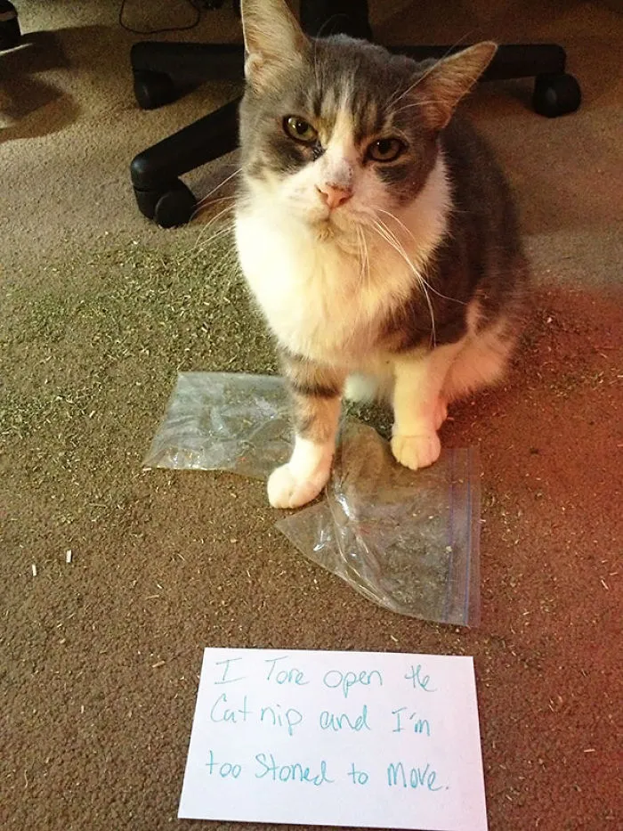 114 Asshole Cats Being Shamed For Their Crimes