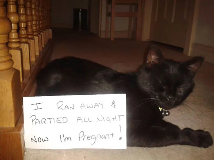 114 Asshole Cats Being Shamed For Their Crimes