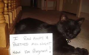 114 Asshole Cats Being Shamed For Their Crimes