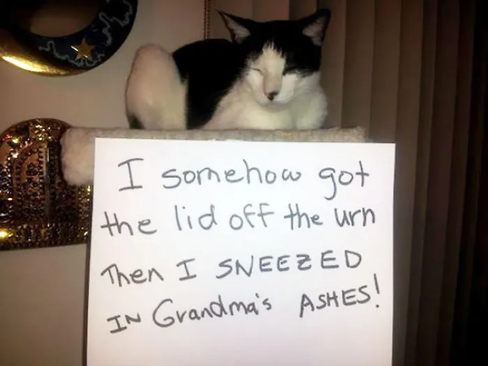 114 Asshole Cats Being Shamed For Their Crimes