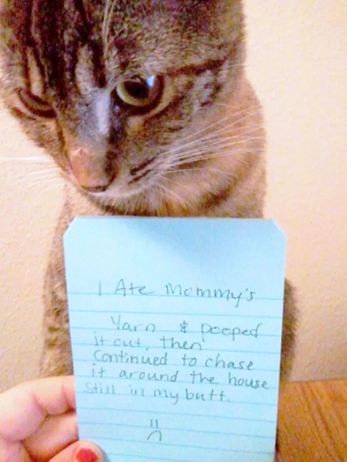 114 Asshole Cats Being Shamed For Their Crimes