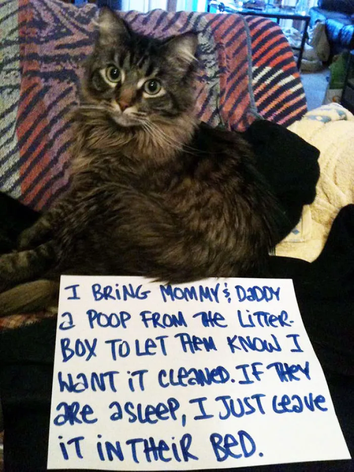 114 Asshole Cats Being Shamed For Their Crimes