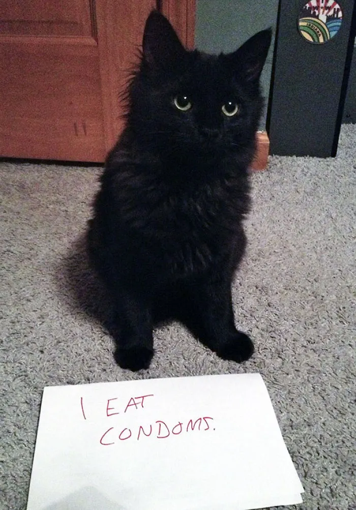 114 Asshole Cats Being Shamed For Their Crimes