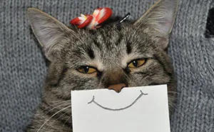 Creative Owner Draws Funny Facial Expressions For His Cat
