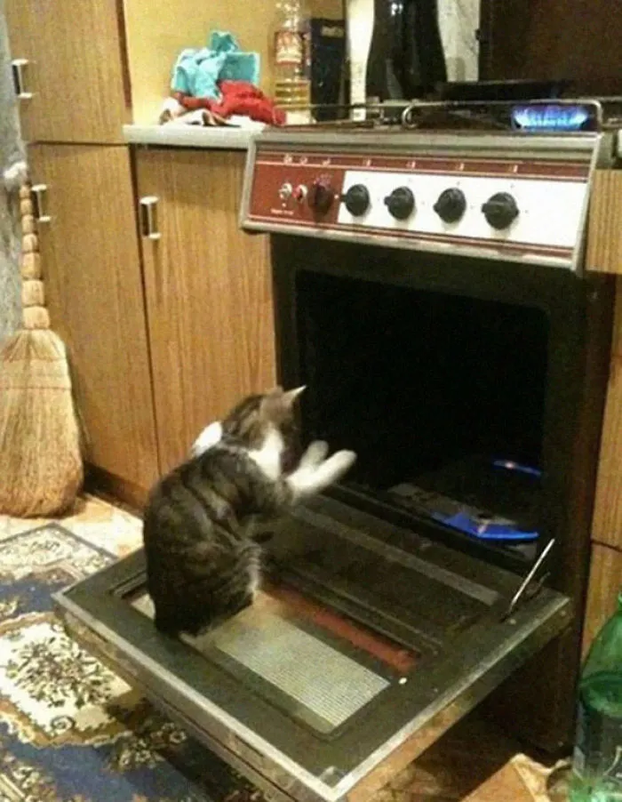 How To Tell If Your Cat's Secretly Planning To Kill You