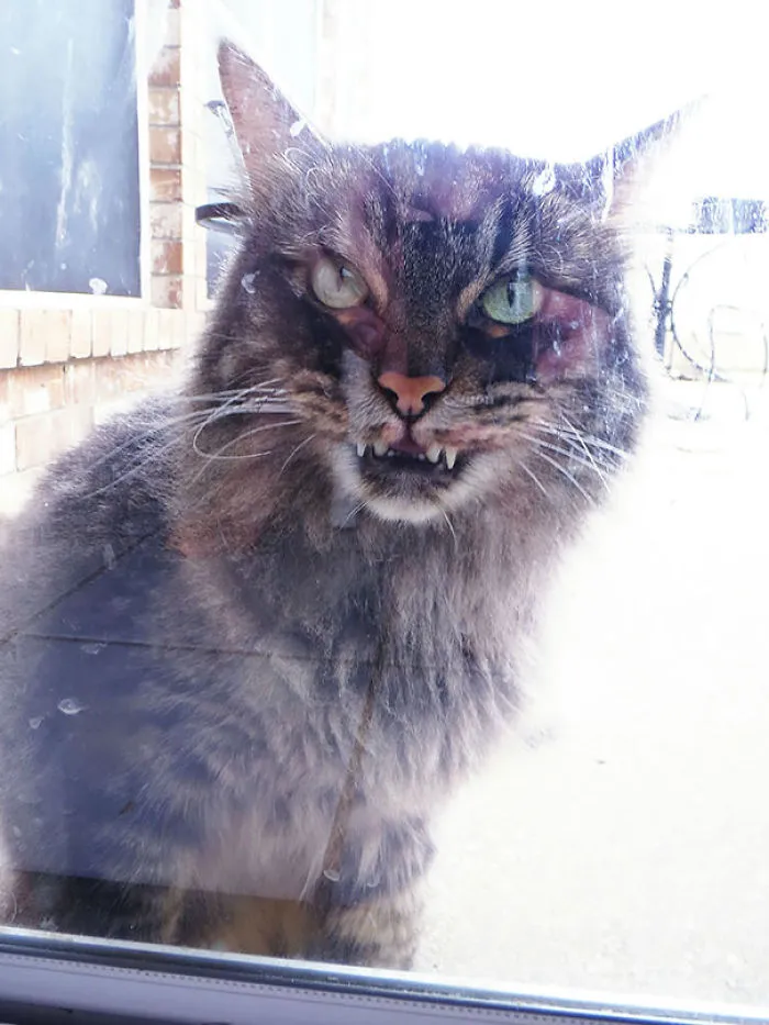 How To Tell If Your Cat's Secretly Planning To Kill You