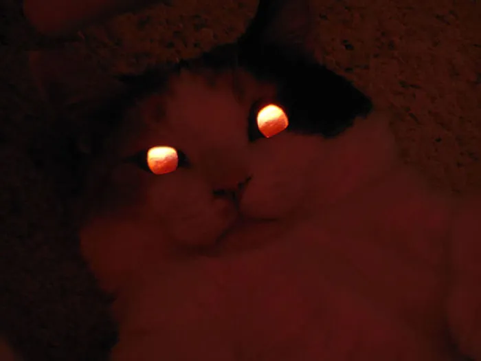 How To Tell If Your Cat's Secretly Planning To Kill You