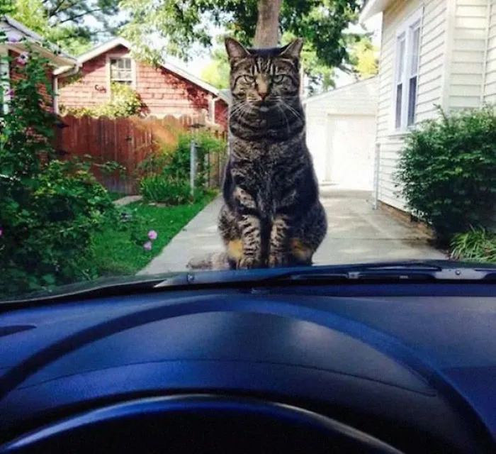 How To Tell If Your Cat's Secretly Planning To Kill You
