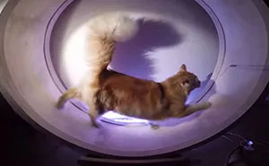 Kuna's Wheel: Our Hamster Wheel For Cats