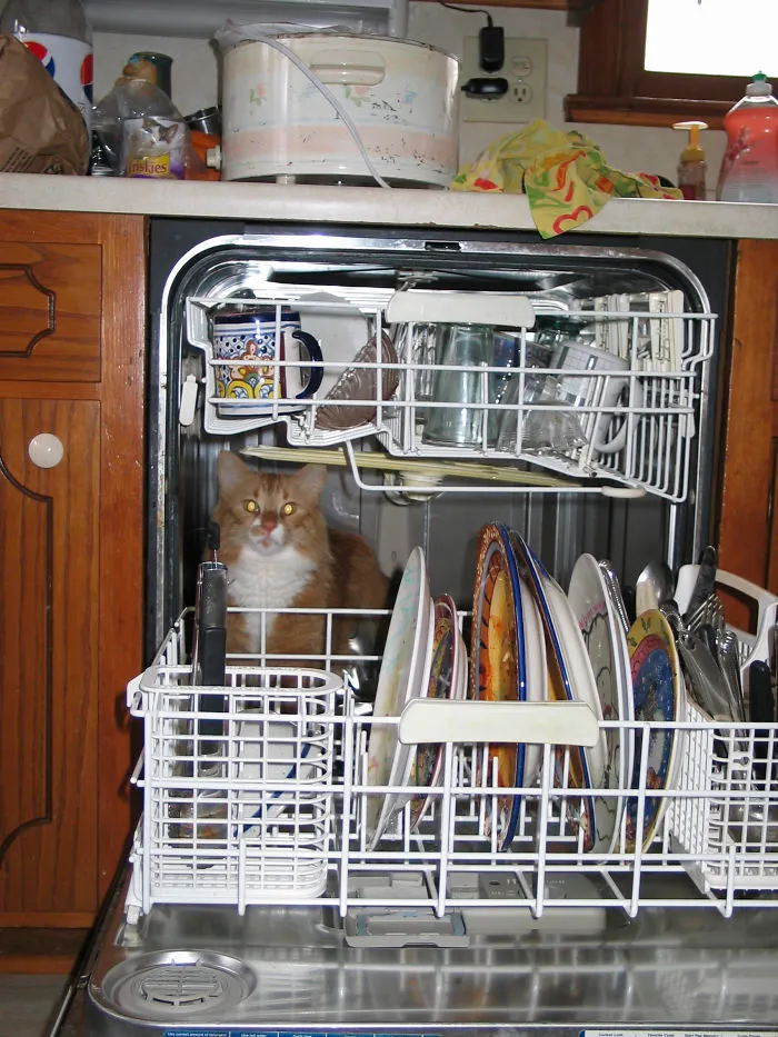 109 Camouflaged Cats That Win At Hide And Seek