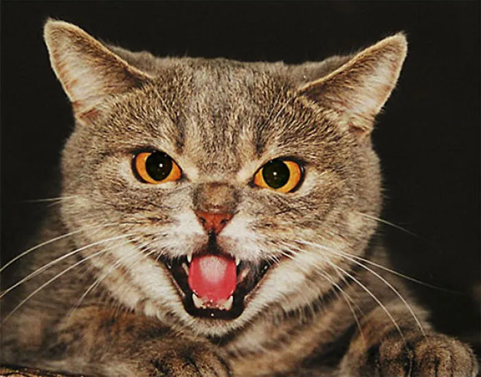 How To Tell If Your Cat's Secretly Planning To Kill You