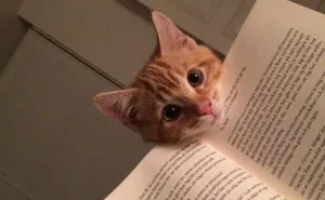 249 Cats That Need Your Attention The Exact Moment You Start Reading