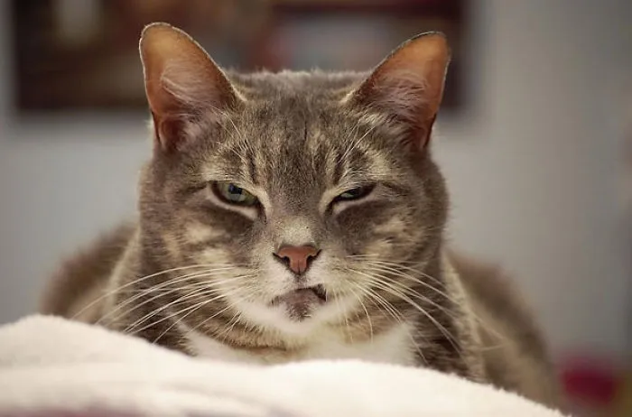 How To Tell If Your Cat's Secretly Planning To Kill You