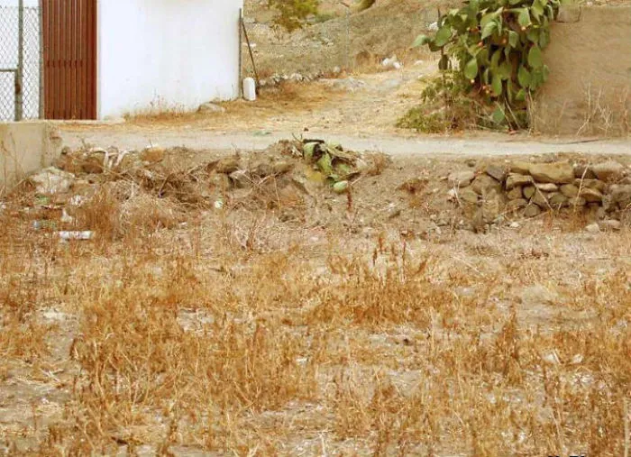 109 Camouflaged Cats That Win At Hide And Seek