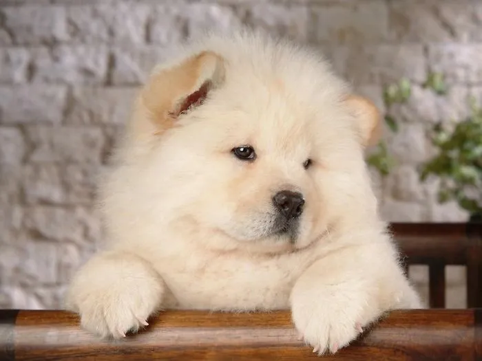 Sweet Little Chow Chow Baby's