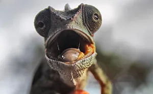 Chameleon Panthers Climbing Flowers Are Just Too Photogenic