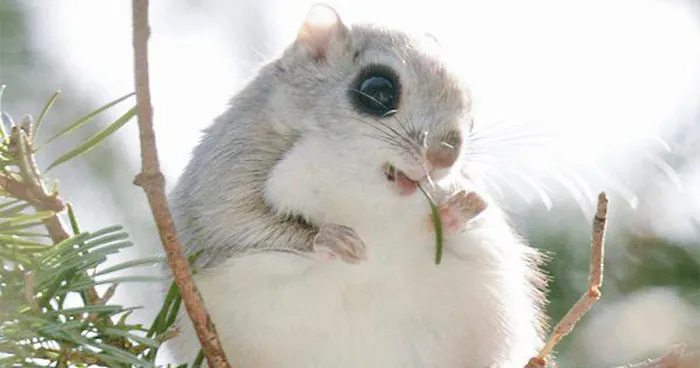 Hokkaido Island In Japan Is Home To 7 Incredibly Cute Animals