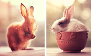 My Bunnies Are My Models