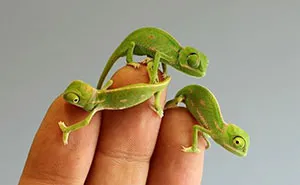 20 Newly Hatched Baby Chameleons Create Cuteness Overload Crisis At Sydney Zoo