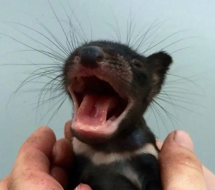 Baby Tasmanian Devil